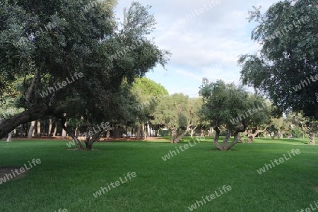 Park mit alten Olivenbäumen