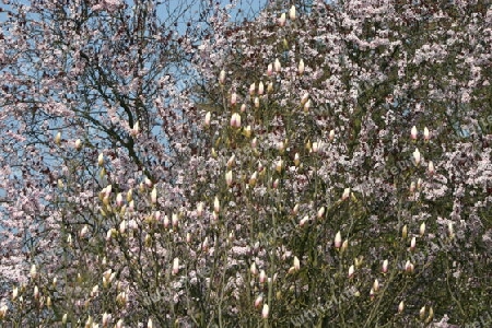 Der Tulpenbaum vor der Blüte