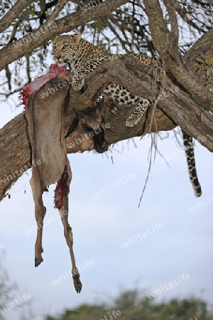 Leopard (Panthera pardus) frisst erbeutets Gnu, Streifengnu, Wei?bartgnu (Connochaetes taurinus), auf einem Baum. Masai Mara, Kenia