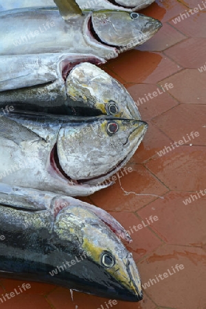 frisch gefangene Gelbflossenthunfische (Thunnus albacares) im Fischerhafen von  Puerto Ayora,  Insel Santa Cruz, Indefatigable Island, Galapagos Archipel, Unesco Welterbe,  Ecuador, Suedamerika