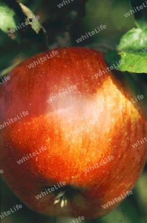 roter Apfel