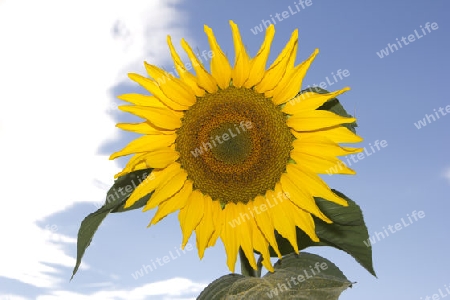Sonnenblume mit Himmel und Sonne