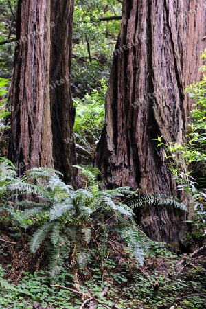 Vegetation und Kustenmammutbaeume, Redwoods,  Sequoia sempervirens, Muir Woods Nationalpark, Kalifornien, USA