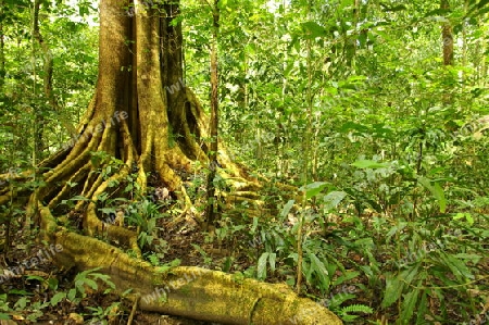 Baum in Borneo
