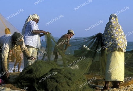 Fischer fischen auf traditionelle art bei Negombo im westen der Insel Sri Lanka im Indischen Ozean.