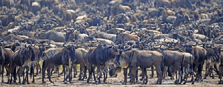 Gnu, Streifengnu, Weissbartgnu (Connochaetes taurinus), Gnumigration, great Migration, dr?ngelnde Gnus am Mara Ufer, Masai Mara, Kenia