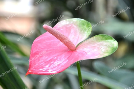 anthurium andreanum araceae