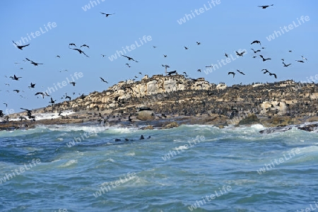 Kap Kormoran (Phalacrocorax capensis) Seal Island, False Bay, Simons Town bei Kapstadt, Western Cape, Westkap, S?dafrika, Afrika