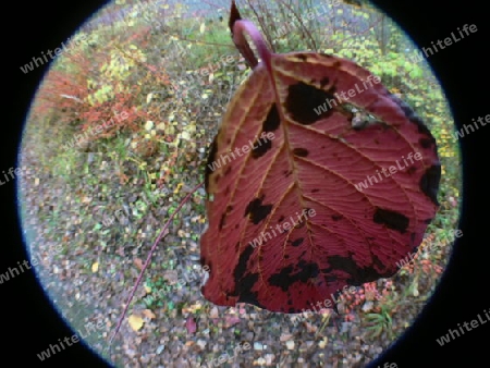 Herbstblatt in Fisheye-Optik