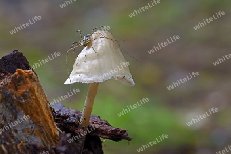 Spinne, Weberknecht (Opiliones spec.) sitze auf einem Pilz, Helmling ( Mycena spec.) Brandeburg, Deutschland, Europa