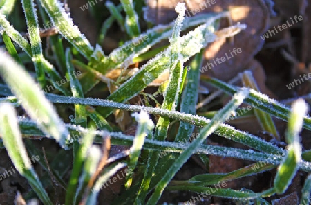 Grasses in morning frost - Gr?ser in Morgenfrost