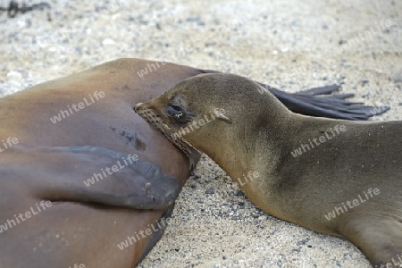 Seel?wen (Zalophus wollebaeki), junges saeugt bei Mutter, Puerto Villamil ,  Insel Isabela,  Galapagos , Unesco Welterbe, Ecuador, Suedamerika