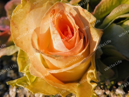 Die orange Rose