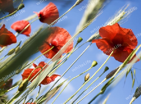papaver rhoeas - poppies