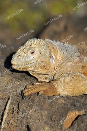 Drusenkopf (Conolophus subcristatus),Galapagos Landleguan , Unterart der Insel Santa Fe, Galapagos, Unesco Welterbe,  Ecuador, Suedamerika