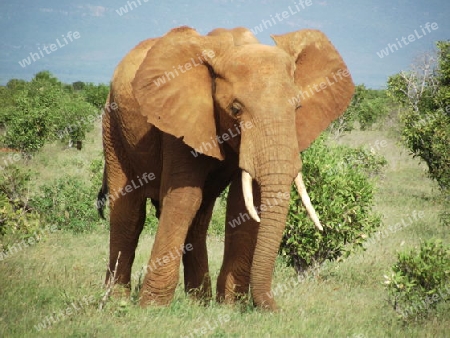 Elefantenbulle, Elefant, Savanne, Landschaft, in, Tsavo, Ost, Kenya, Kenia, Afrika