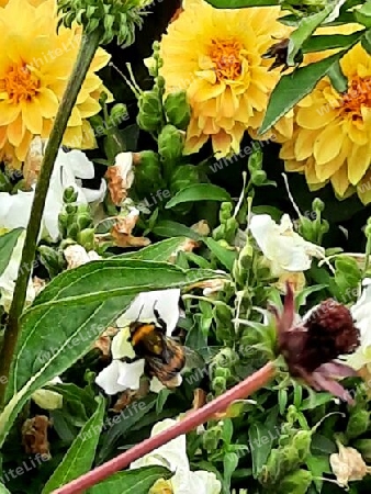 Hummel im Blumenmeer