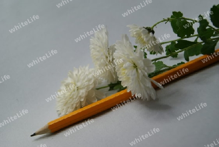 Bleistift und Chrysanthemen