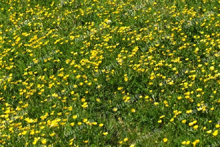 gelbe Blumenwiese