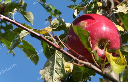 Reifer Apfel am Baum  9