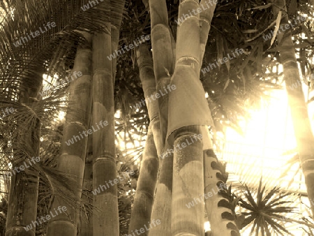 Bambusrohre