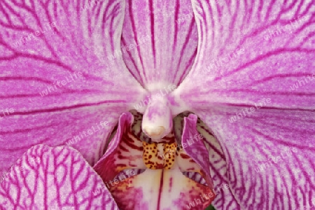 Phalaenopsis-Hybride, Nachtfalter-Orchidee (Detail)