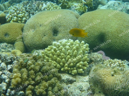 Fische und Korallen im Roten Meer 3