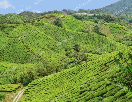 Malaysia - Teeplantage auf den Cameron Highlands
