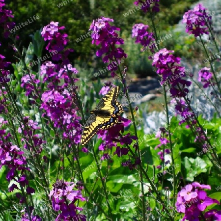 Swallowtail Butterfly on Purple Flowers