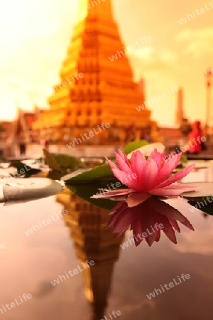 Eine Lotusblume im Wat Phra Keo im Tempelgelaende beim Koenigspalast im Historischen Zentrum der Hauptstadt Bangkok in Thailand. 