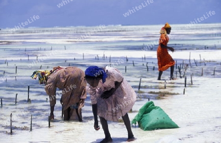 Eine Frau bei ihrer Arbeit am Strand von Bwejuu an der Ost-Kueste auf der Insel Zanzibar welche zu Tansania gehoert.         