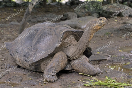 Galapagos Riesenschildkr?te ( Geochelone elephantophus chathamensis), Unterart der Insel San Cristobal, Galapagos , Unesco Welterbe, Ecuador, Suedamerika
