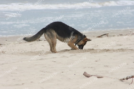 a German shepherd dog burrows on the beach  ein Deutscher Sch?ferhund gr?bt am Strand