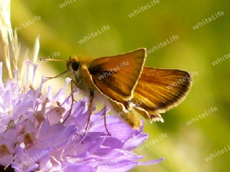 Schmetterling P1230598