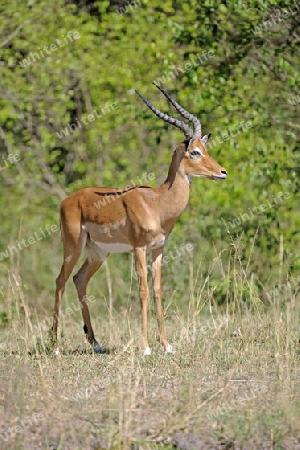 Impala , Antilope (Aepyceros melampus), Maennchen im Abendlicht der Masai Mara, Kenia, Afrika