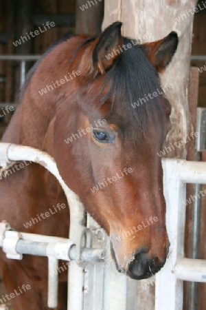 braunes Pferd    brown horse