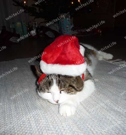 Weihnachts-Katze