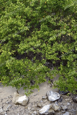 Weisse Mangrove (Laguncularia racemosa), Insel Santa Cruz, Galapagos , Ecuador, Suedamerika