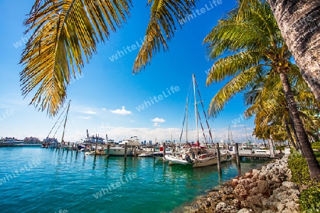 Yacht harbor in Miami Florida USA