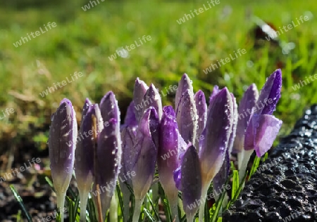 Selective focus on purple crocus flowers with raindrops on it growing outside. 