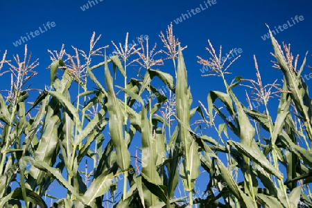 ein Maisfeld im Sommer mit blauem Himmel