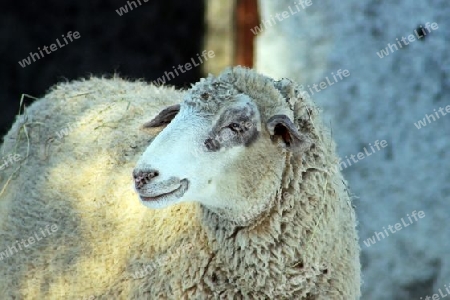 Schaf - Sheep