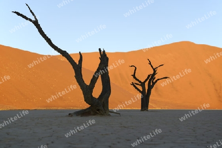 Kameldornb?ume (Acacia  erioloba), auch Kameldorn oder Kameldornakazie alsSilhouette im letzten Abendlicht auf die D?nen,  Namib Naukluft Nationalpark, Deadvlei, Dead Vlei, Sossusvlei, Namibia, Afrika