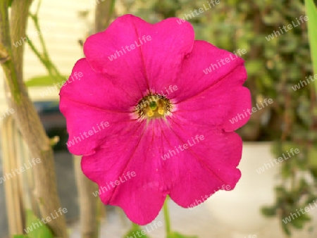 Pink clarion flower