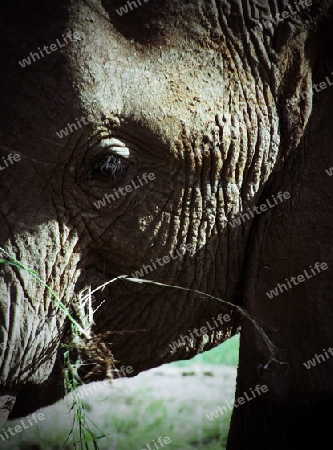 Elefantenbulle, in, Tsavo, Ost, Kenya, Afrika, Nationalpark, Wildreservat