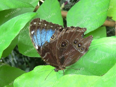 Schmetterling auf Mainau