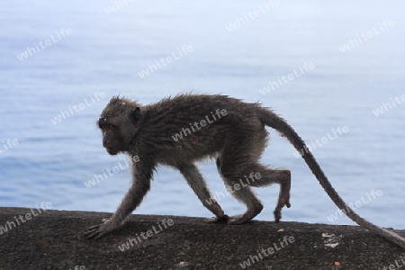 Bali Monkey