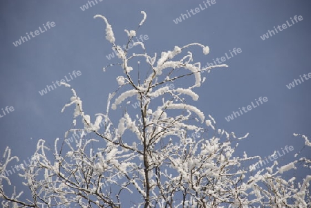 Frozen branches with ice crystals
