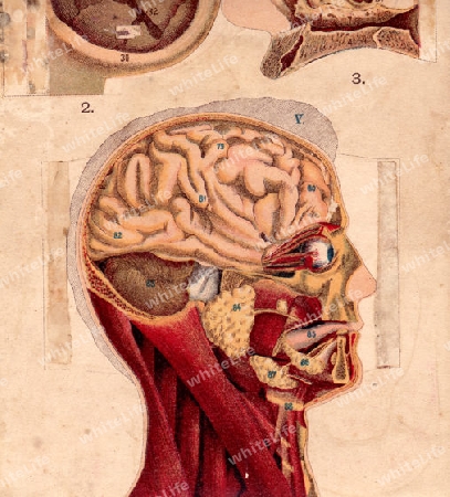 Anatomische Tafel No.1