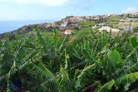 Bananenfeld, Madeira